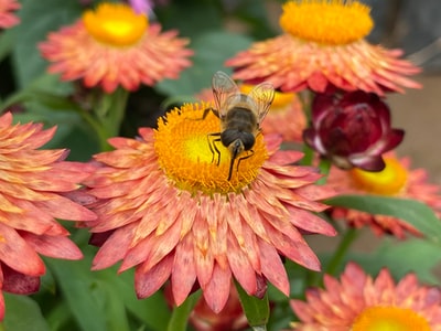 黑色和黄色的蜜蜂粉红色和黄色的花
